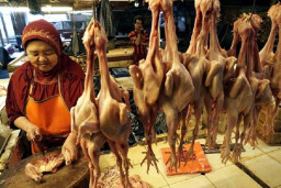 Kementan Tegaskan Impor Stok GPS Ayam Ras Sesuai Kalkulasi