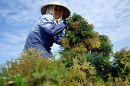 Indonesia Belum Jadi Negara Eksportir Produsen Rumput Laut