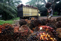 Andalan Perekonomian, Komoditi Kelapa Sawit Serap 16 Juta Tenaga Kerja