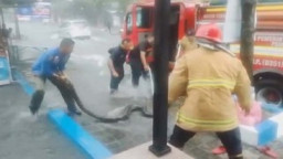 Bikin Kaget, Ular King Koros Sepanjang 1,5 Meter Masuk Garasi Rumah Warga