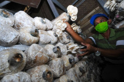 FOTO: Budidaya Jamur Tiram