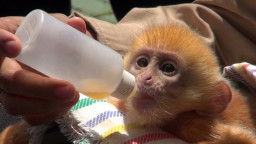 Suami Istri asal Kediri Jadi Sindikat Penjualan Satwa Dilindungi