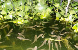 Raih Omzet Jutaan Rupiah dari Budidaya Ikan Gabus