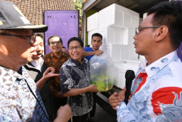 Ikan Hias Mas Koki Tulungagung Mulai Diekspor ke 3 Negara