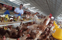 Kementan Genjot Pelaku Usaha Peternakan Masuk Pasar Halal di Jepang