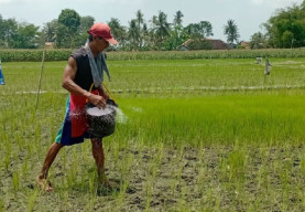 Kemarau Panjang Tak Kunjung Hujan, Tanaman Padi Mulai Mengering