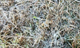 Tanaman Kawasan Ijen Terselimuti Butiran Es, Petani Ketar-ketir