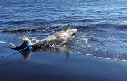Hiu Tutul Kembali Ditemukan Mati di Perairan Nyamplung Kobong
