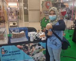 Eksis Berbisnis Sugar Glider Mamalia Unik dan Lucu