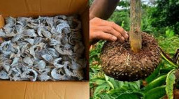 Kementan Prioritaskan Super Ekspor Porang dan Sarang Walet