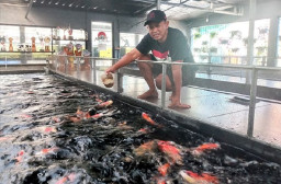 Pembudidaya Ikan Koi yang Jadi Langganan Para Juara Kontes