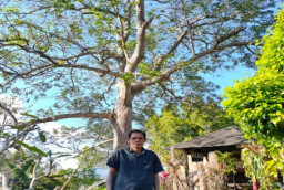 Sukses Berbisnis Alpukat Aligator Beromzet Puluhan Juta