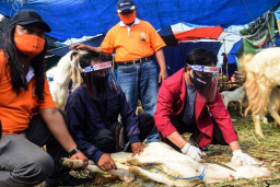 Mahasiswa FIK UMSurabaya Edukasi Protokol Kurban