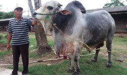 Mantan Buruh yang Sukses Jadi Peternak Sapi