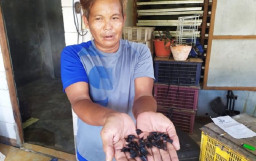 Baca juga : Bertaruh Nyawa, Eksis Berbisnis Empedu Kobra untuk Obat