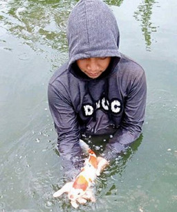 Sukses Berbisnis Ikan Koi hingga Luar Pulau Jawa