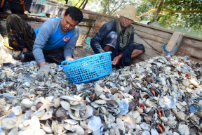 FOTO : Hasil Tangkapan Kerang Laut Melimpah