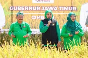 Pemkab Situbondo Anggarkan Rp300 Juta Pengadaan Benih Padi BK 01 dan 02