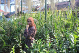 Hobi Berkebun, Nandia Raup Untung Berbisnis Bunga Anggrek