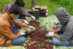 Pakistan Incar Akses Dagang Ceri Manis ke Pasar China