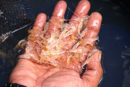 Penyelundupan BBL Rugikan Negara Rp 30 Triliun, Terbanyak Dikirim ke Vietnam