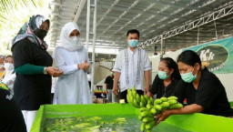 Pisang Canvandish Jadi Primadona Petani Holtikultura Banyuwangi
