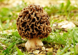 Baca juga : KLHK: Pemanfaatan Bioprospeksi Berpotensi Dongkrak Ekonomi Nasional