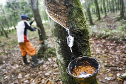 Petani Lesu, Harga Jual Karet Alam Turun 20% Gegara Wabah dan Konversi Lahan
