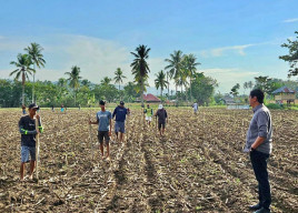 Kementan Genjot Program Upsus Peningkatan Produktivitas Padi dan Jagung