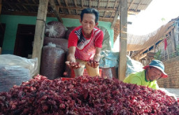 Pengusaha Bunga Rosela yang Sukses Hingga Pasar Ekspor