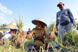 Pemkab Banyuwangi Minta Petani Kembangkan Bawang Merah Semi-Organik