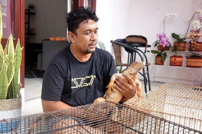 ASN Pecinta Satwa yang Eksis Budidayakan Iguana