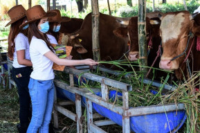 Pedagang Gandeng SPG  untuk Dongkrak Penjualan Hewan Kurban