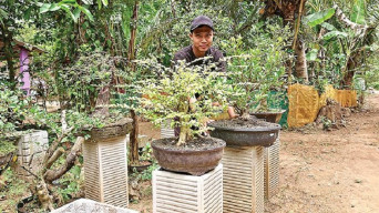 Berawal Hobi, Kini Eksis Budidayakan Tanaman Bonsai