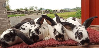 Sukses Budidayakan Kelinci Hias Beromzet Jutaan Rupiah
