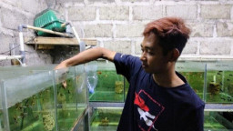 Peluang Usaha Pandemi, Surip Untung Besar Budidaya Ikan Guppy