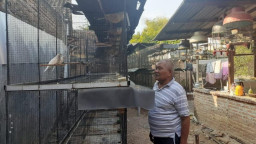 Budidayakan Burung Perkutut Hingga Miliki 200 Ekor Berbagai Jenis