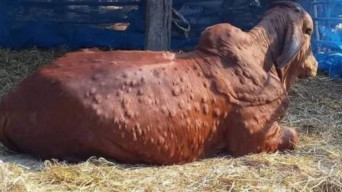 Komisi B Minta Dinas Peternakan Jatim Waspada Wabah LSD