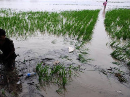 786,28 Hektar Sawah di Jatim Gagal Panen