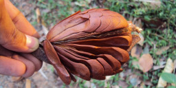 Manfaat Biji Mahoni Sebagai Antikanker dan Antidiabetes