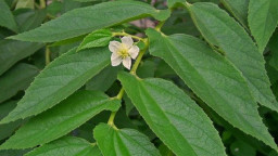 Daun Kersen, Antiseptik Alami Obati Luka Hingga Infeksi