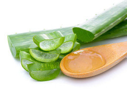 Lidah Buaya, Obat Herbal Bagi Kesehatan dan Perawatan Kulit