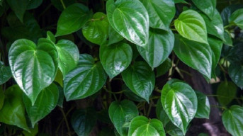 Tanaman Merambat yang Berkhasiat Cegah Asam Lambung