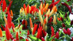 Cabai Rawit, Mampu Redakan Nyeri Asam Urat yang Tinggi