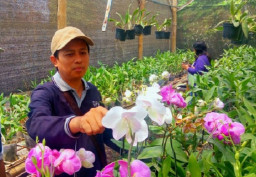 Raup 50 Juta Perbulan dengan Bisnis Budidaya Tanaman Anggrek