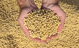 56.000 Ton Kedelai Impor dari AS Telah Tiba di RI