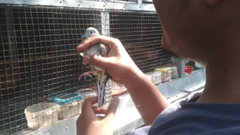 Pria di Jombang Ternak Burung Perkutut Karena Teringat Sang Bapak