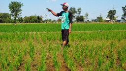 Serangan Hama Tikus di Jombang Semakin Meluas