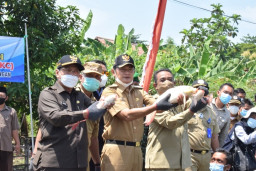 Kampung Ikan Koi Juga Ada di Lamongan