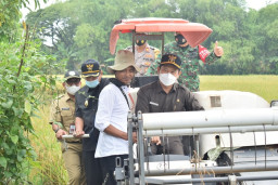 Lamongan Klaim Beras Hasil Panen Petani Lebih Sehat